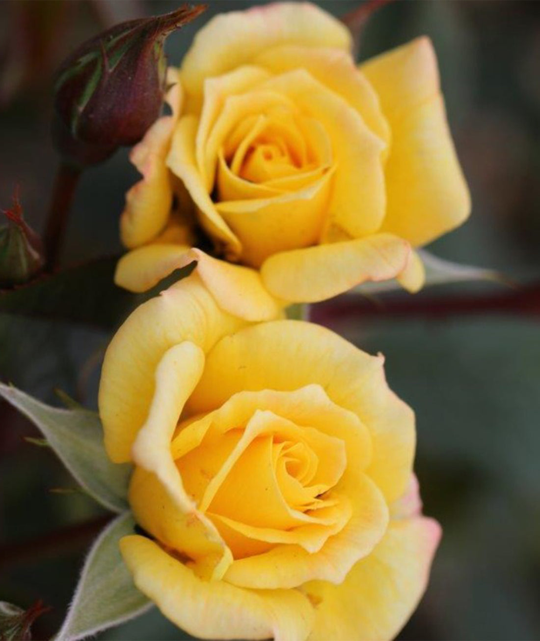 Rose ‘Laura Ford’ 4L