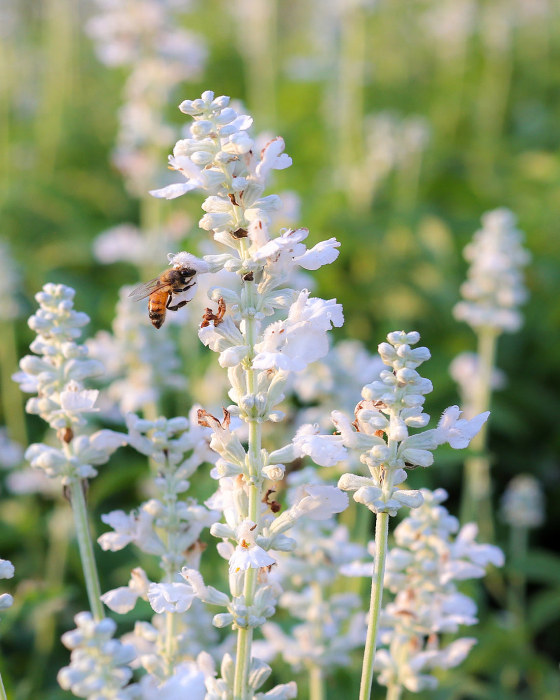 Lavandula angustifolia &