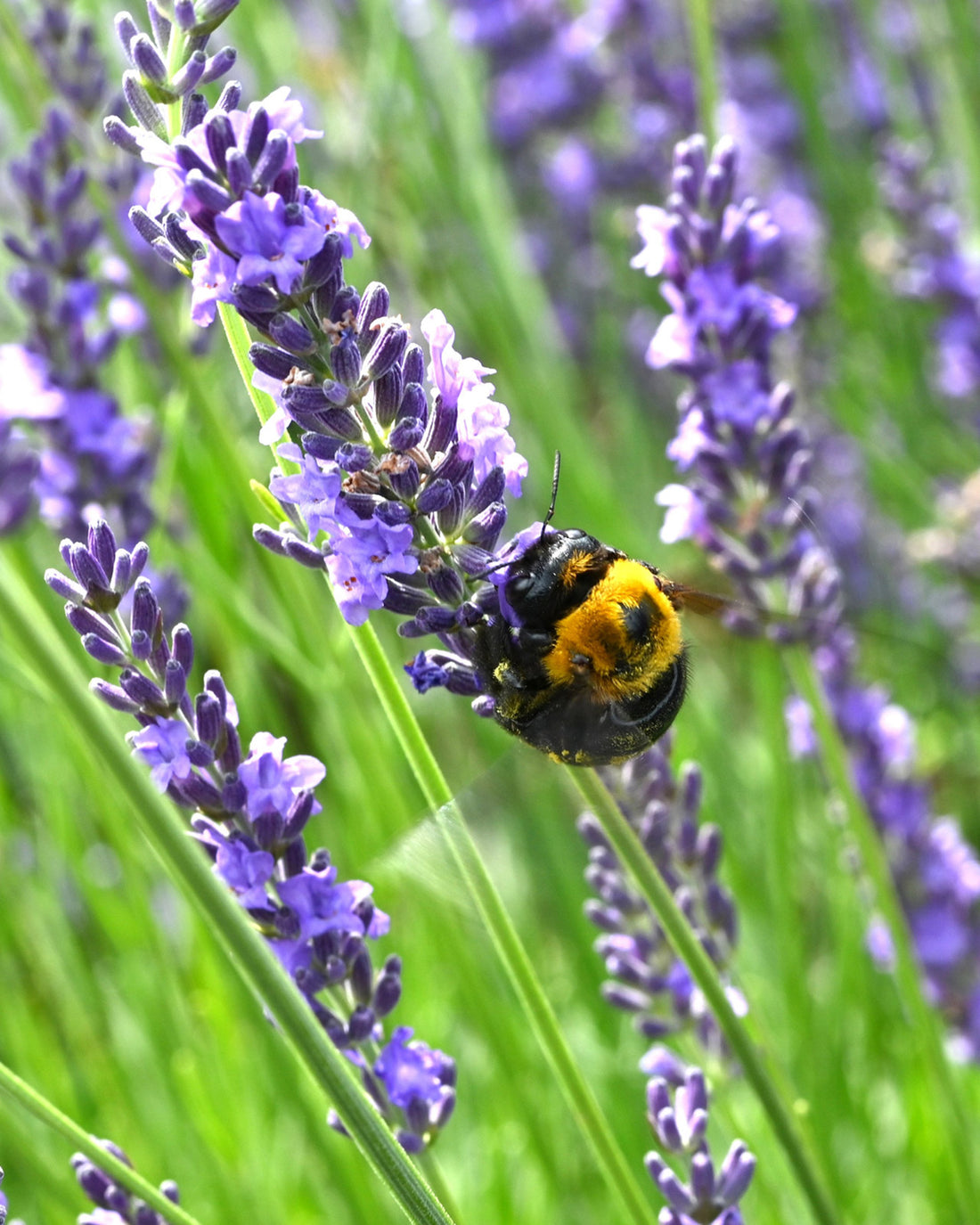 Lavandula × intermedia &