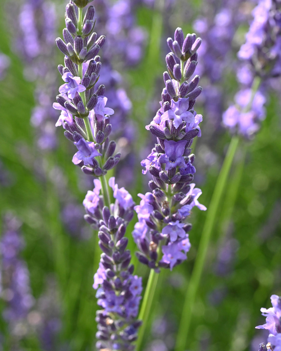 Lavandula × intermedia &