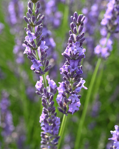Lavandula × intermedia &