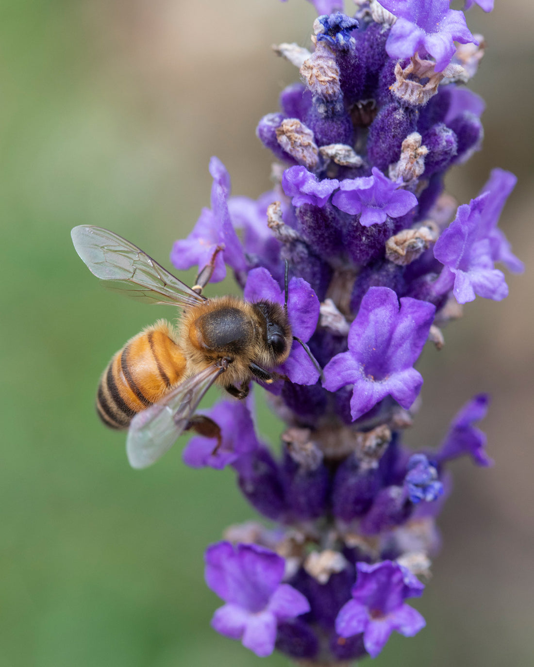 Lavandula angustifolia &