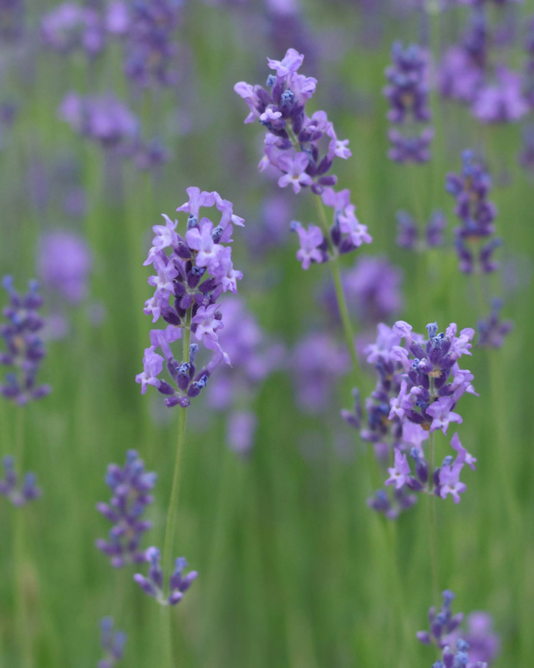 Lavandula angustifolia &