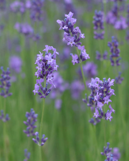 Lavandula angustifolia &