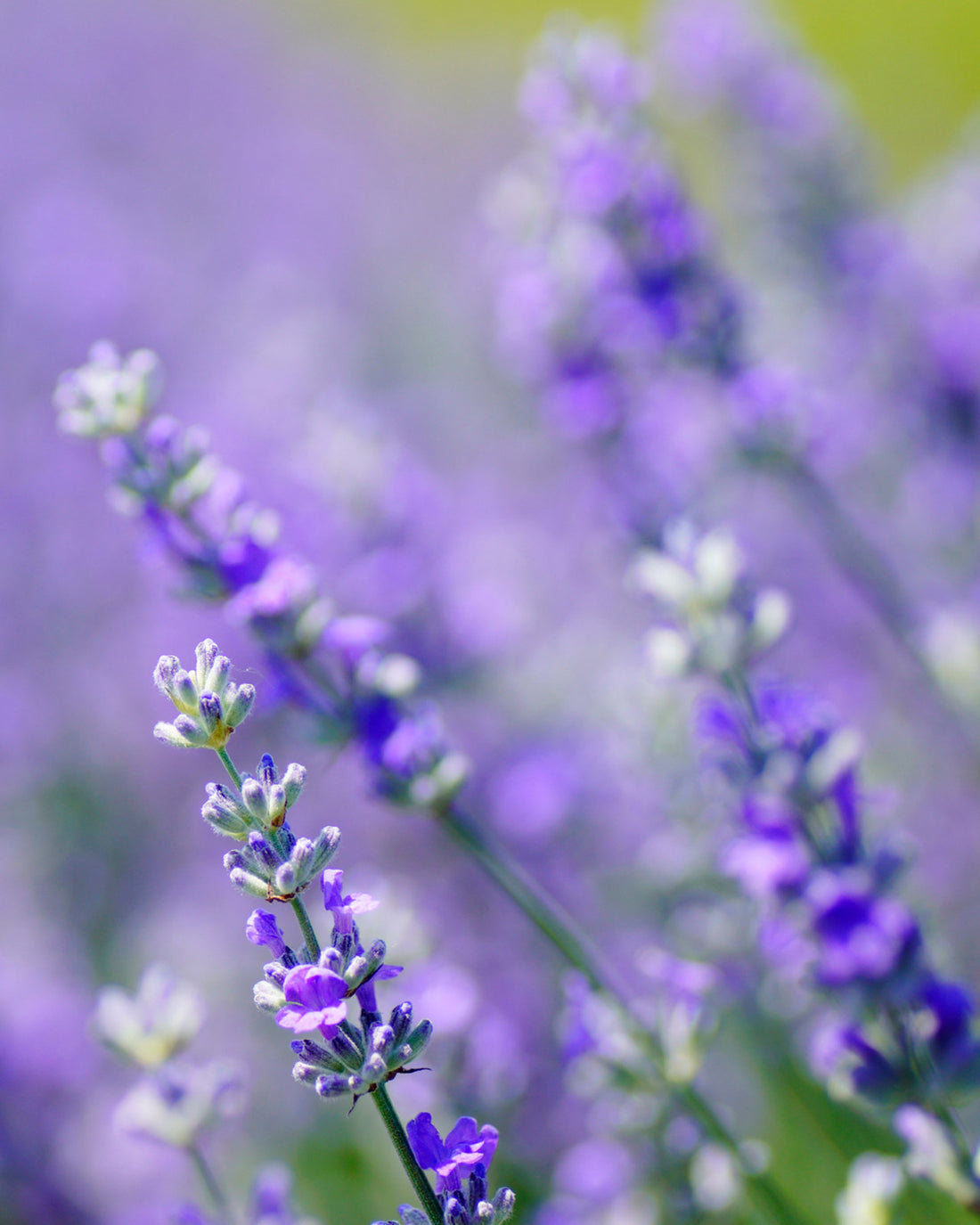 Lavandula angustifolia &