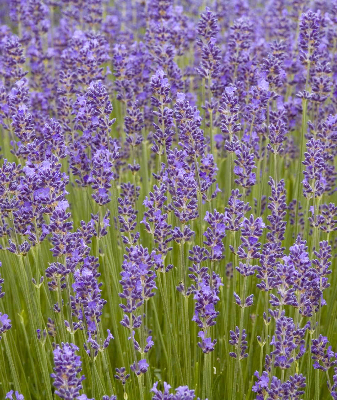 Lavandula angustifolia &