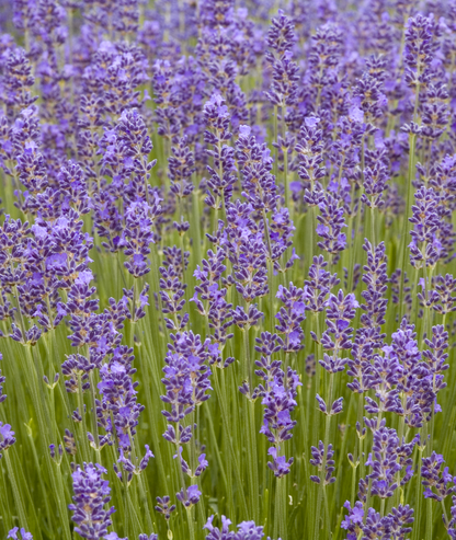 Lavandula angustifolia &