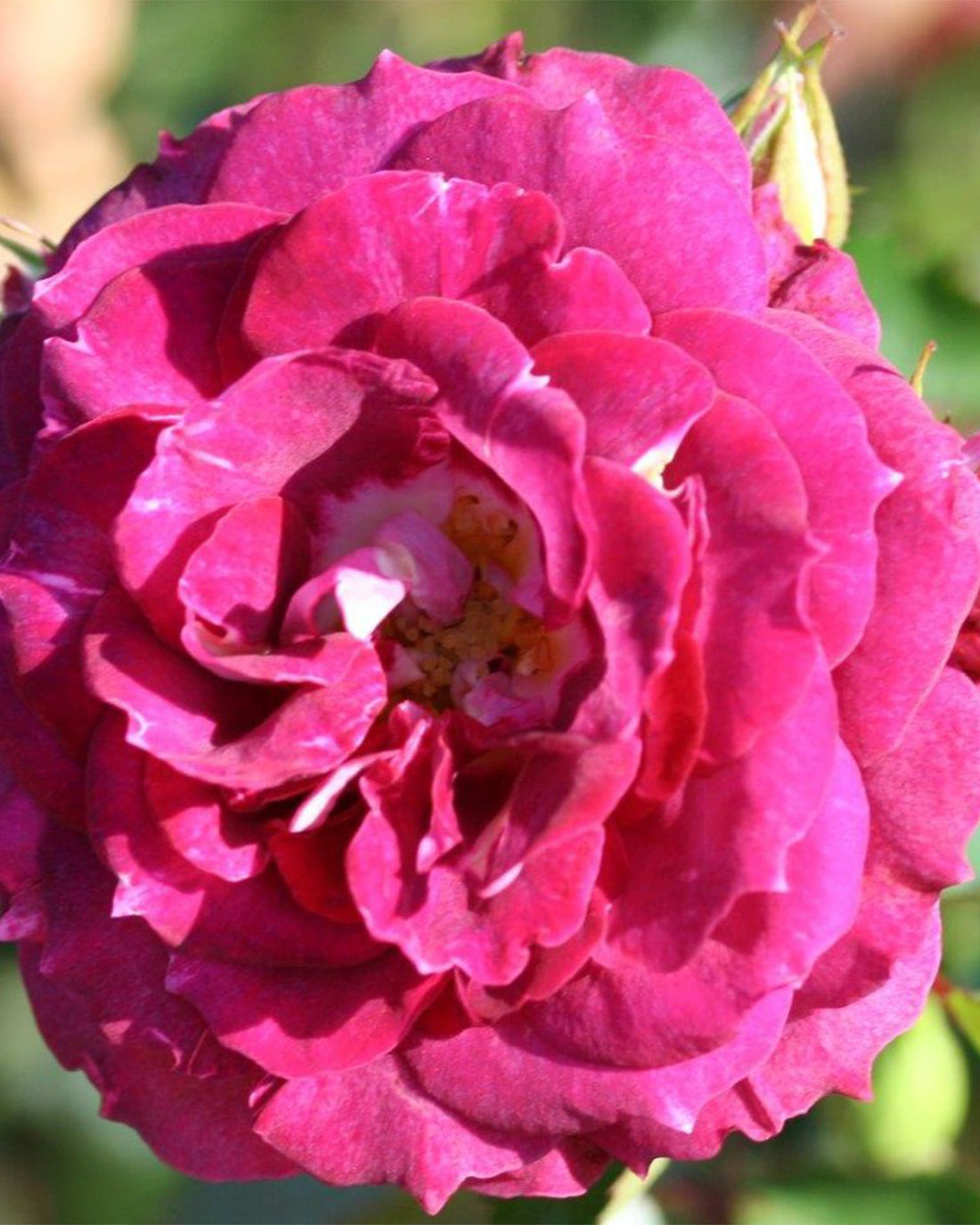 Rosa &