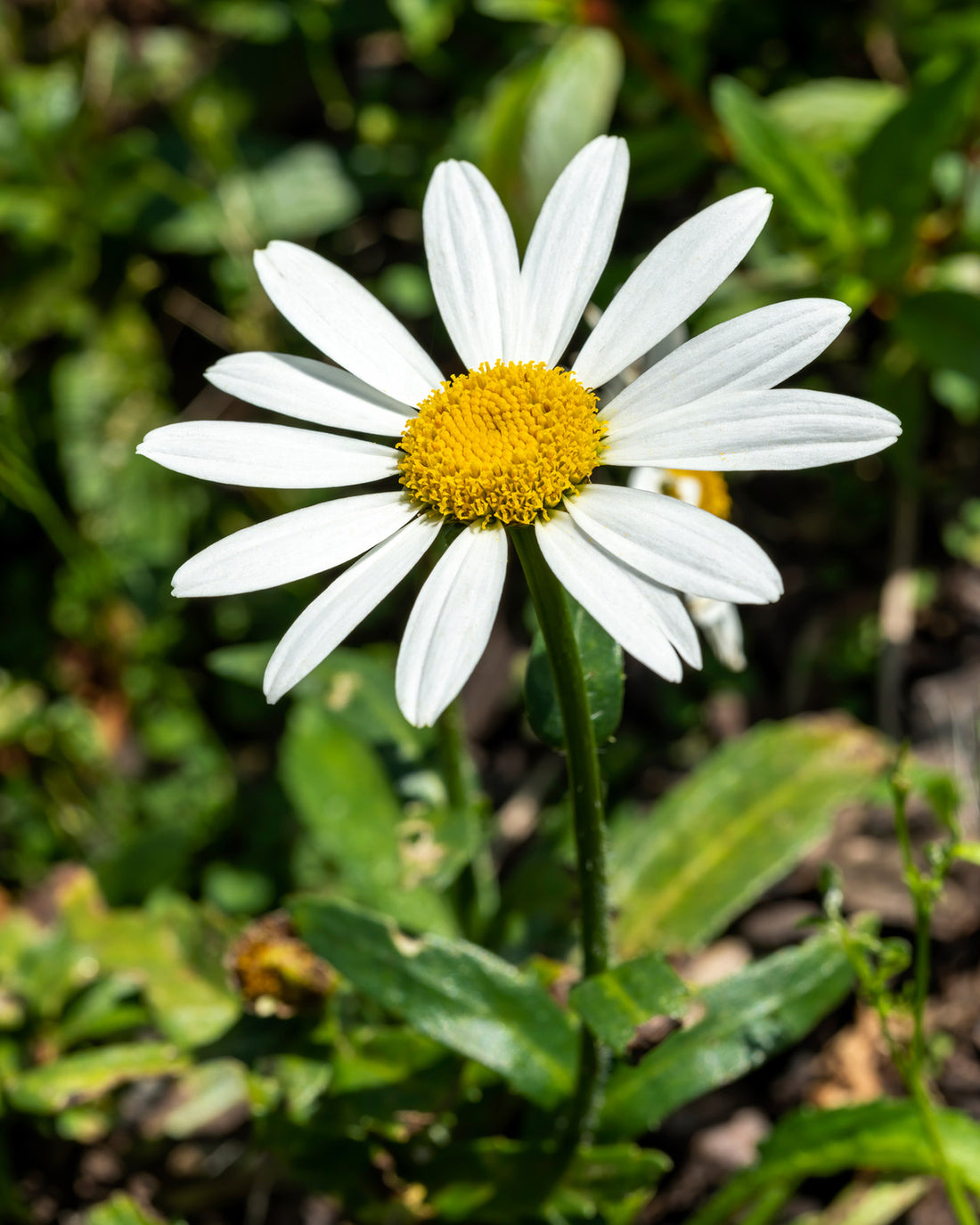 Leucanthemum × superbum &