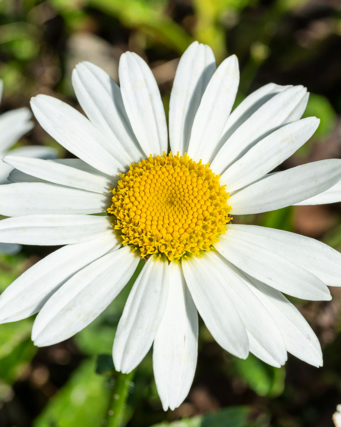 Leucanthemum × superbum &