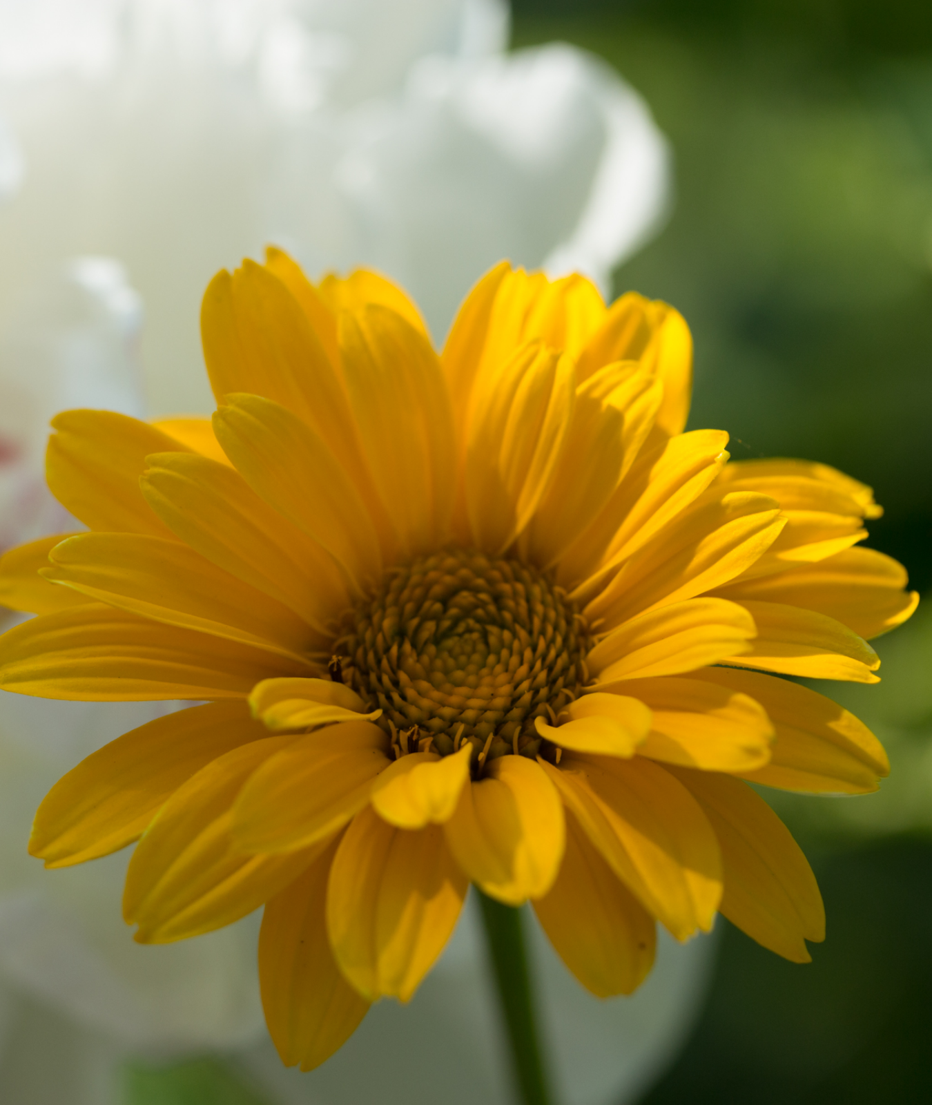 Leucanthemum &