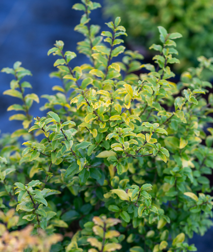 Ligustrum undulatum &