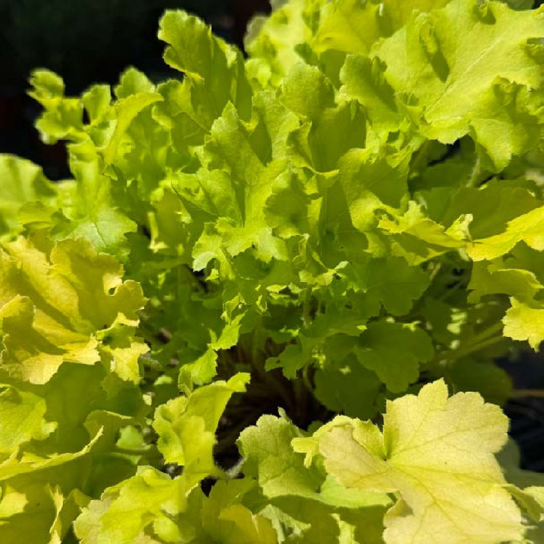 Heuchera &