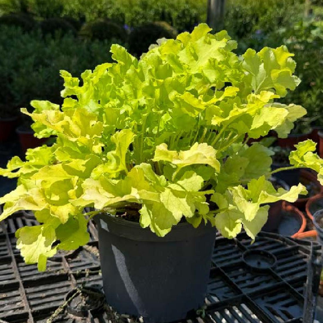 Heuchera &
