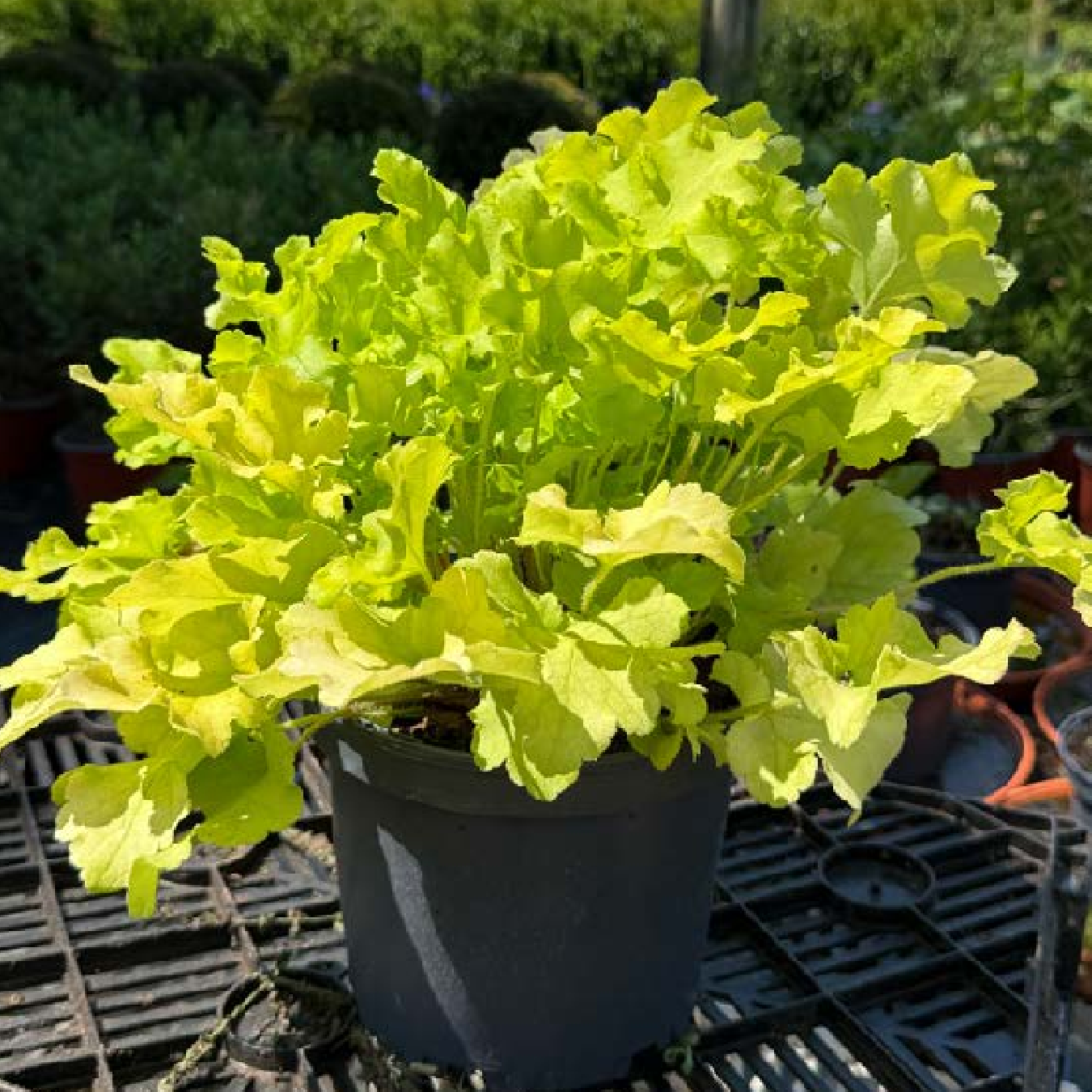 Heuchera &
