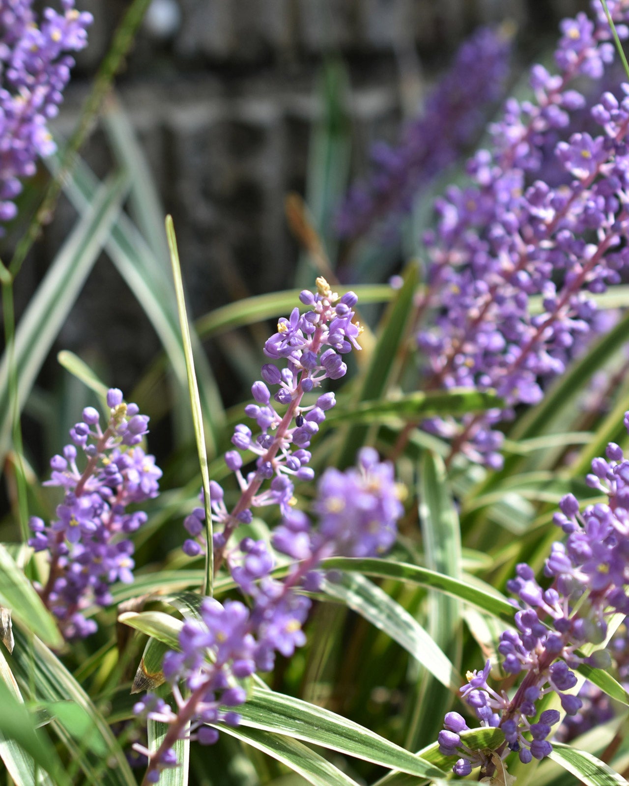 Liriope muscari