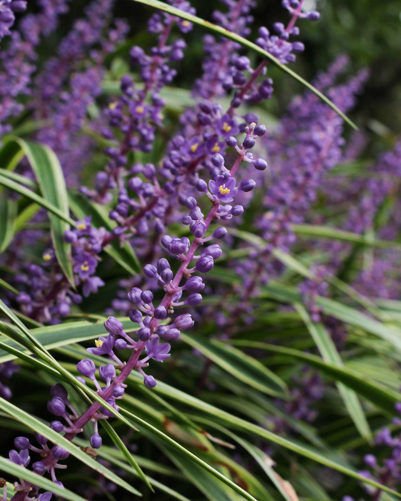 Liriope muscari