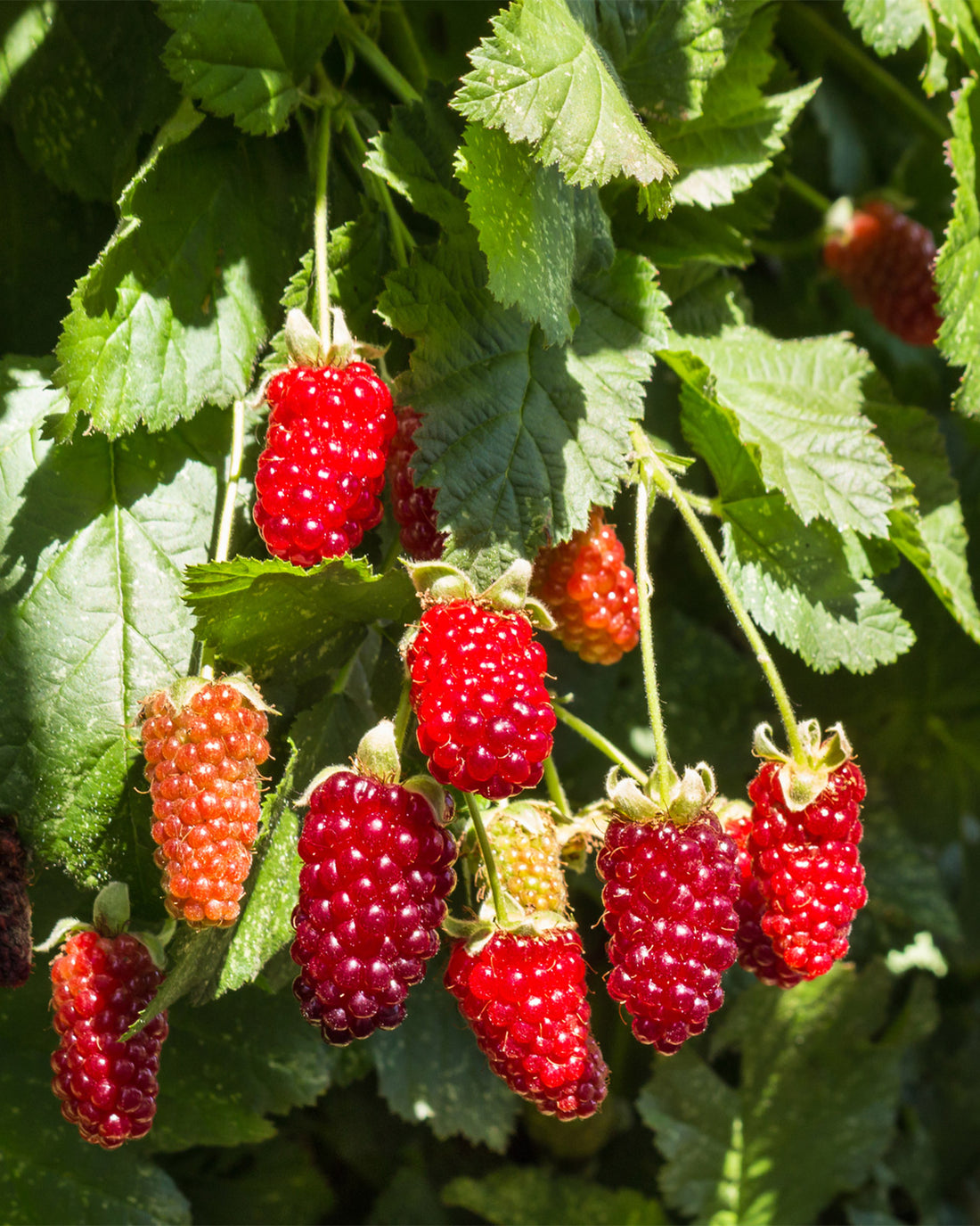 Loganberry