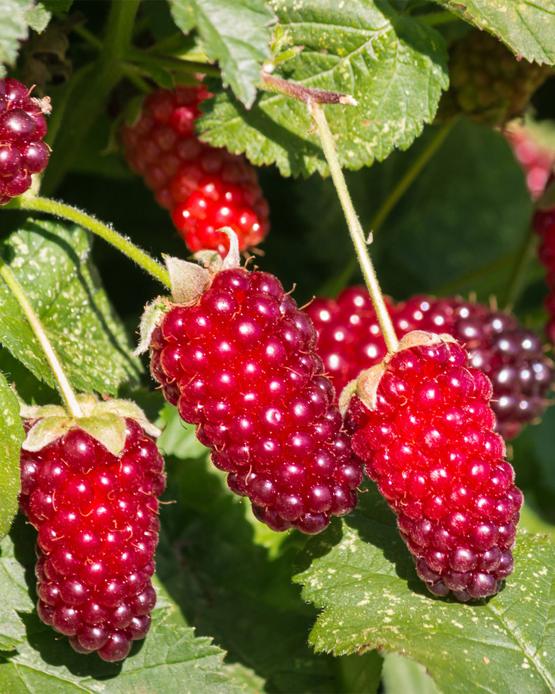 Loganberry