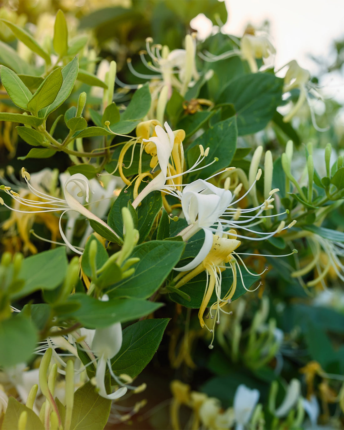 Lonicera periclymenum ‘Graham Stuart Thomas’
