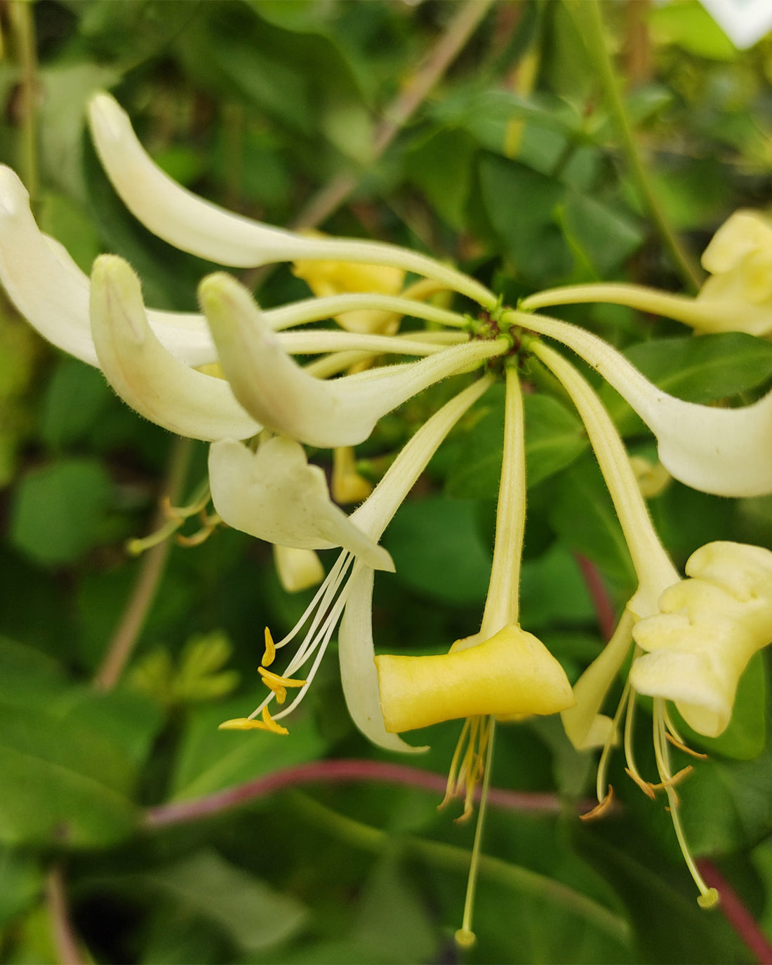 Lonicera periclymenum ‘Graham Stuart Thomas’