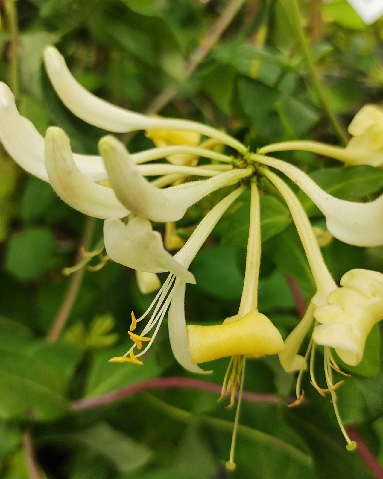 Lonicera periclymenum ‘Graham Stuart Thomas’