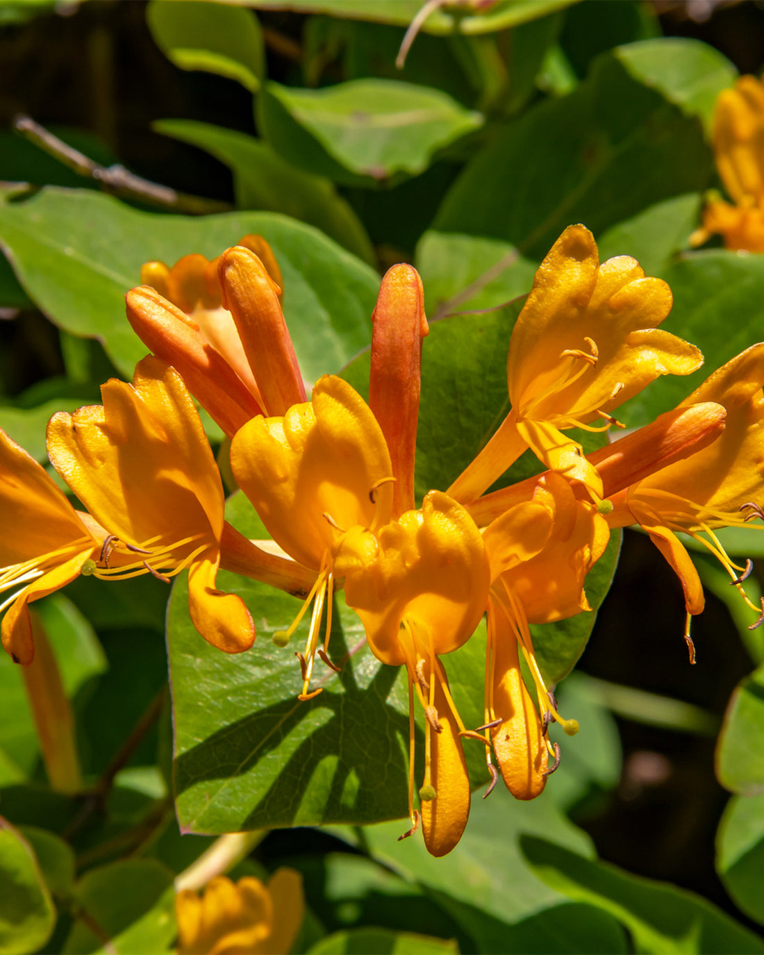 Lonicera × tellmanniana