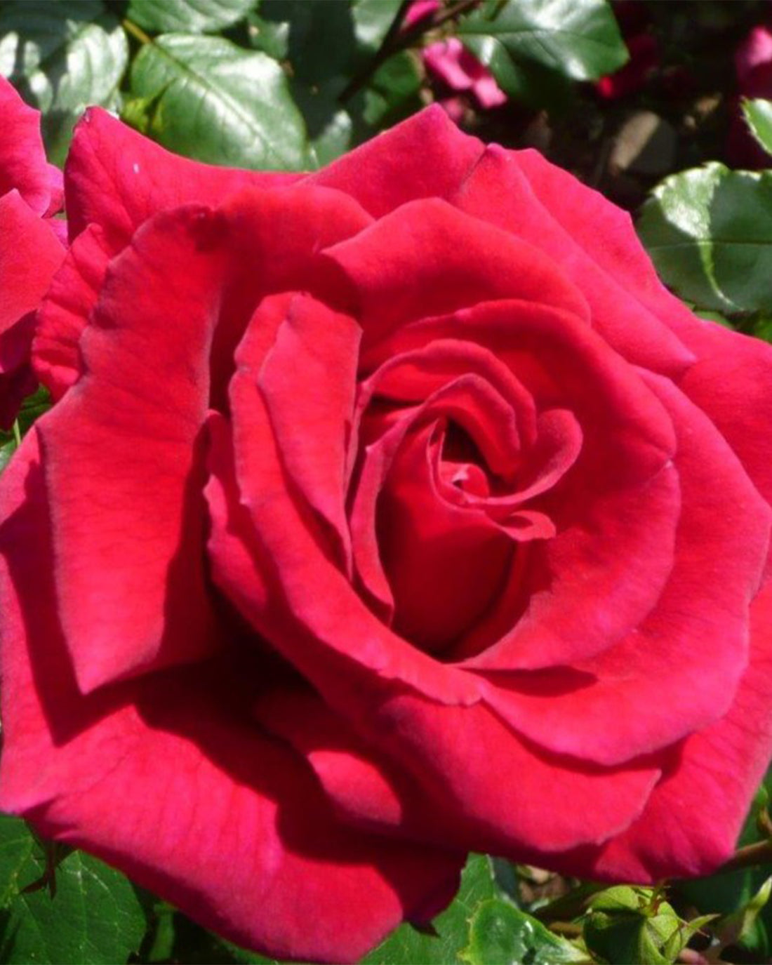 Rosa &
