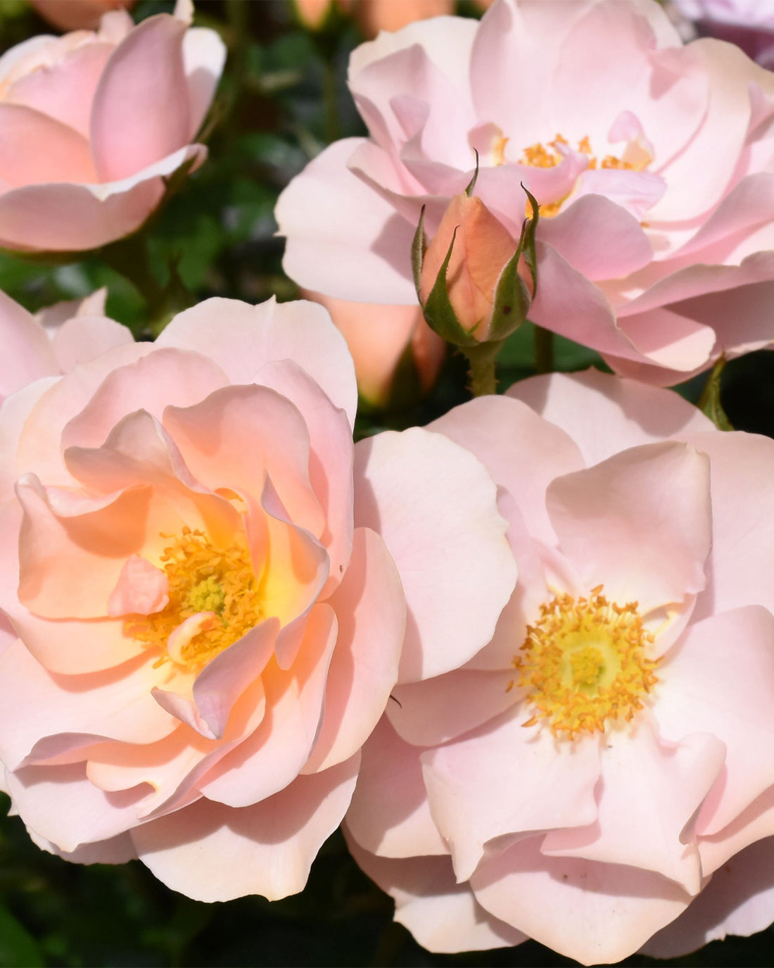 Rosa &