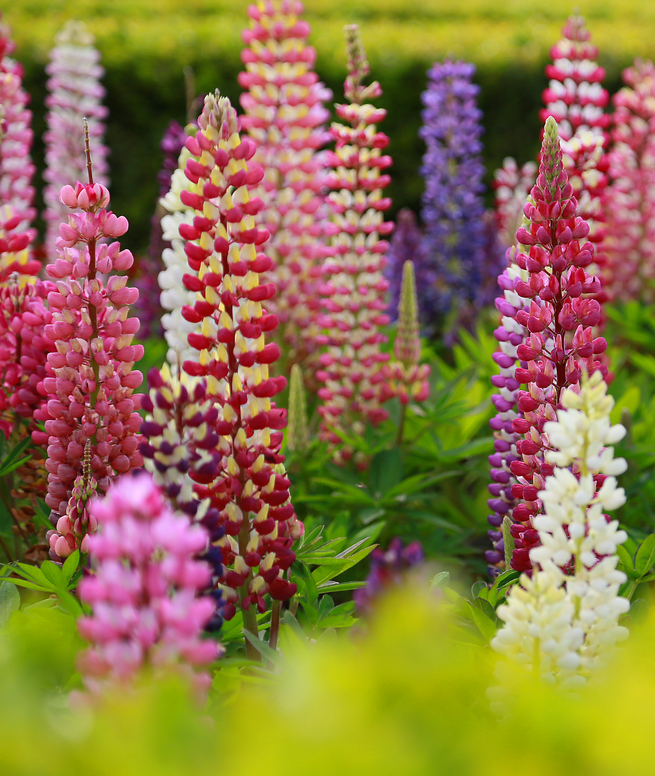 Lupinus Legendary Mixed