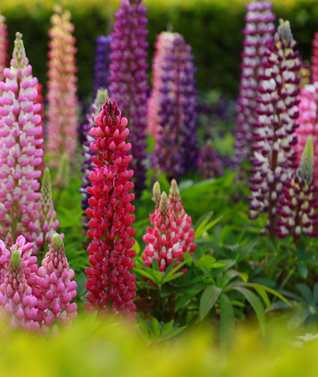 Lupinus Legendary Mixed