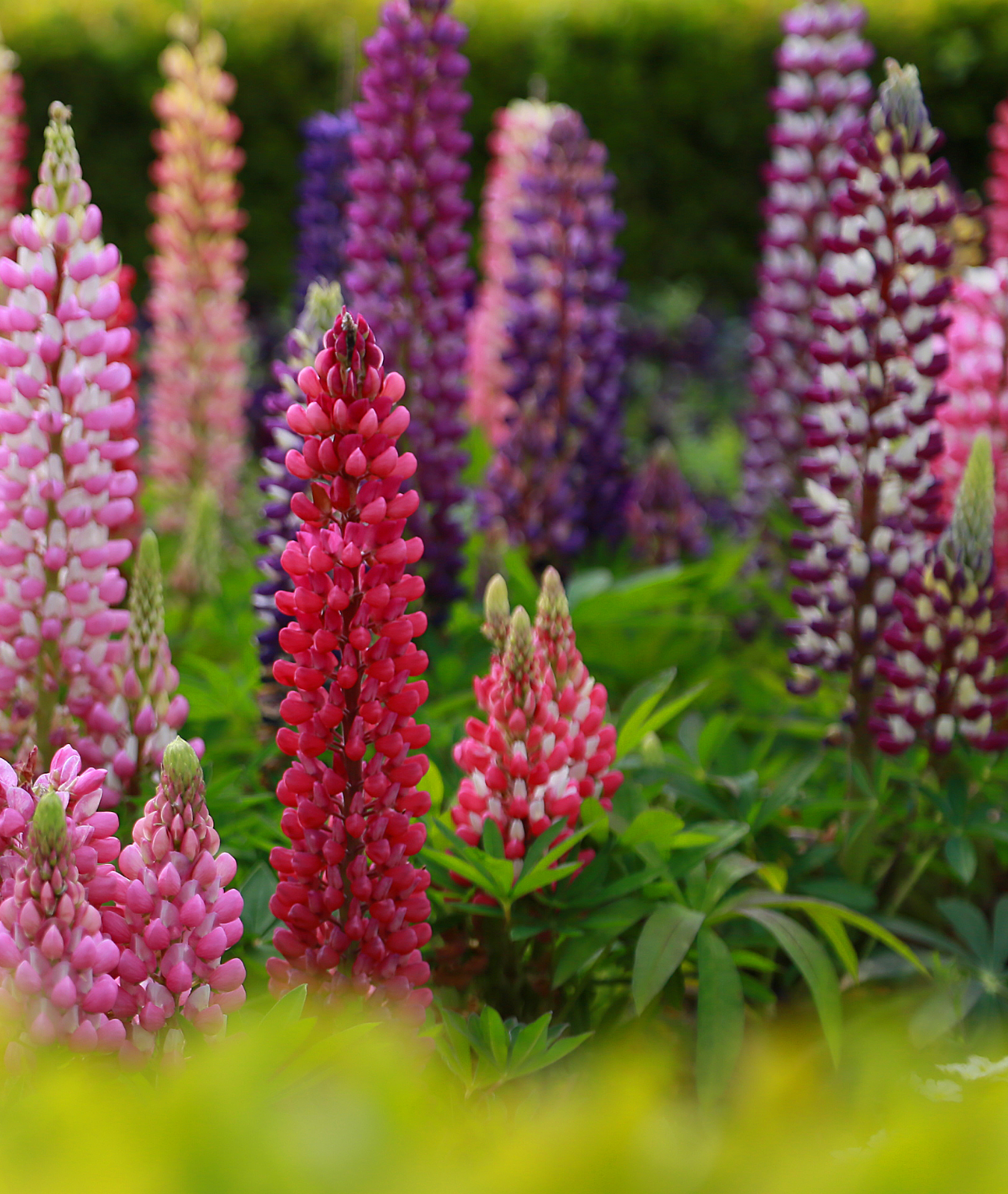 Lupinus Legendary Mixed