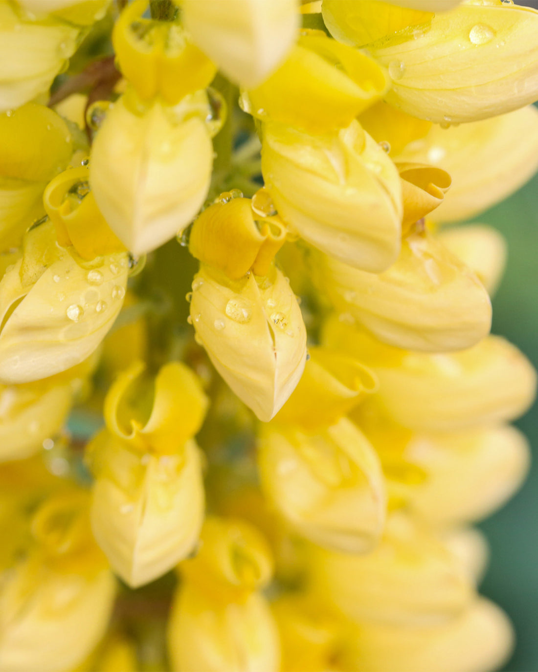 Lupinus polyphyllus &