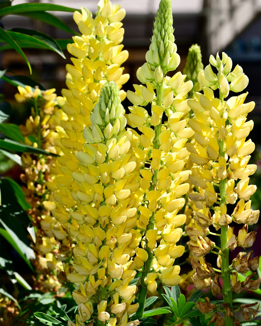 Lupinus polyphyllus &