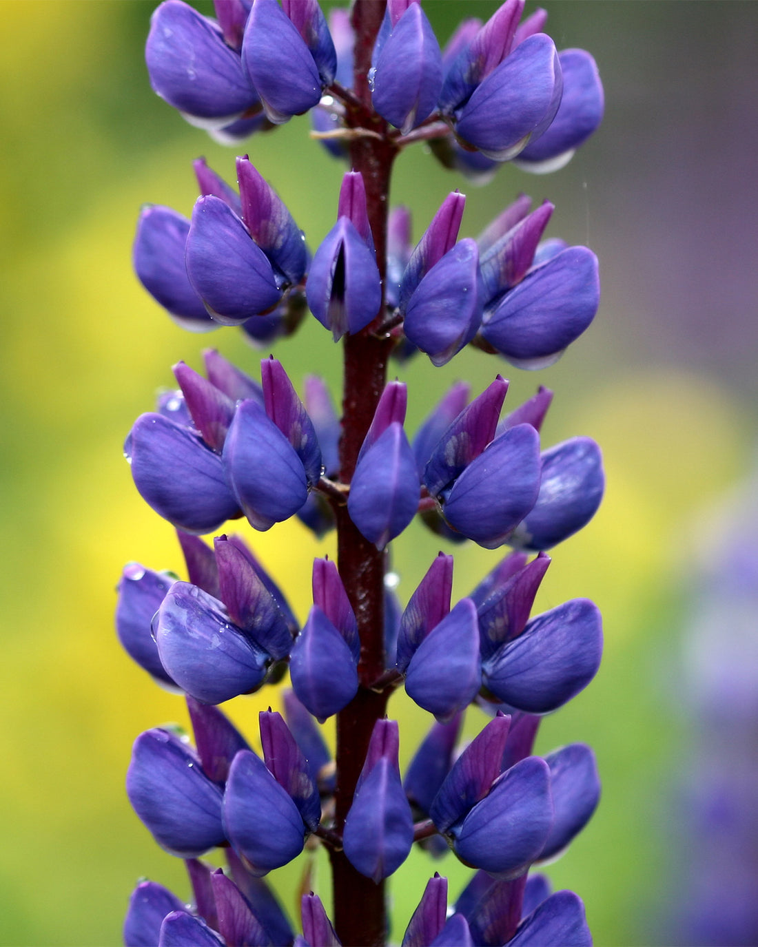 Lupinus polyphyllus &