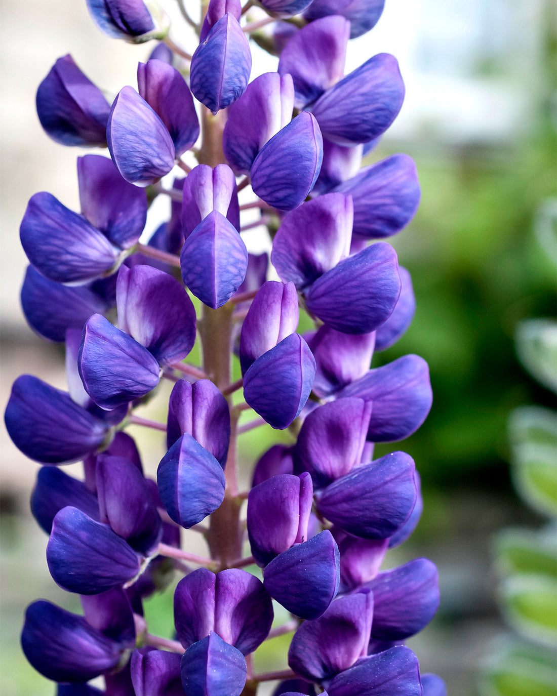 Lupinus polyphyllus &