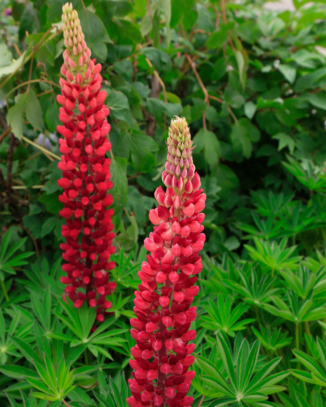 Lupinus polyphyllus &