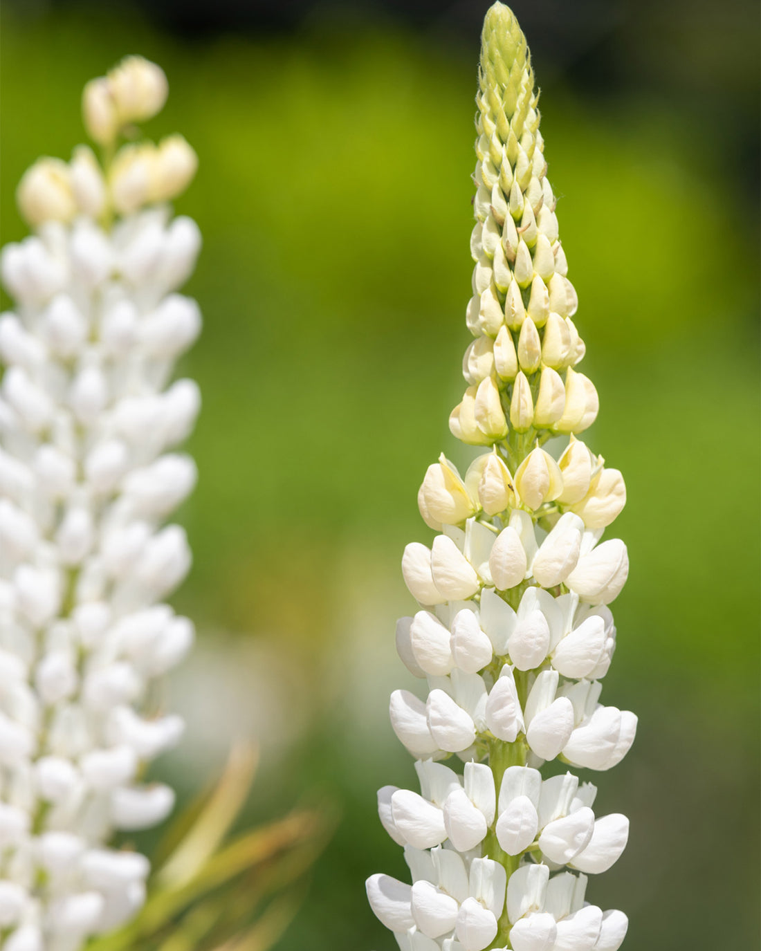 Lupinus polyphyllus &