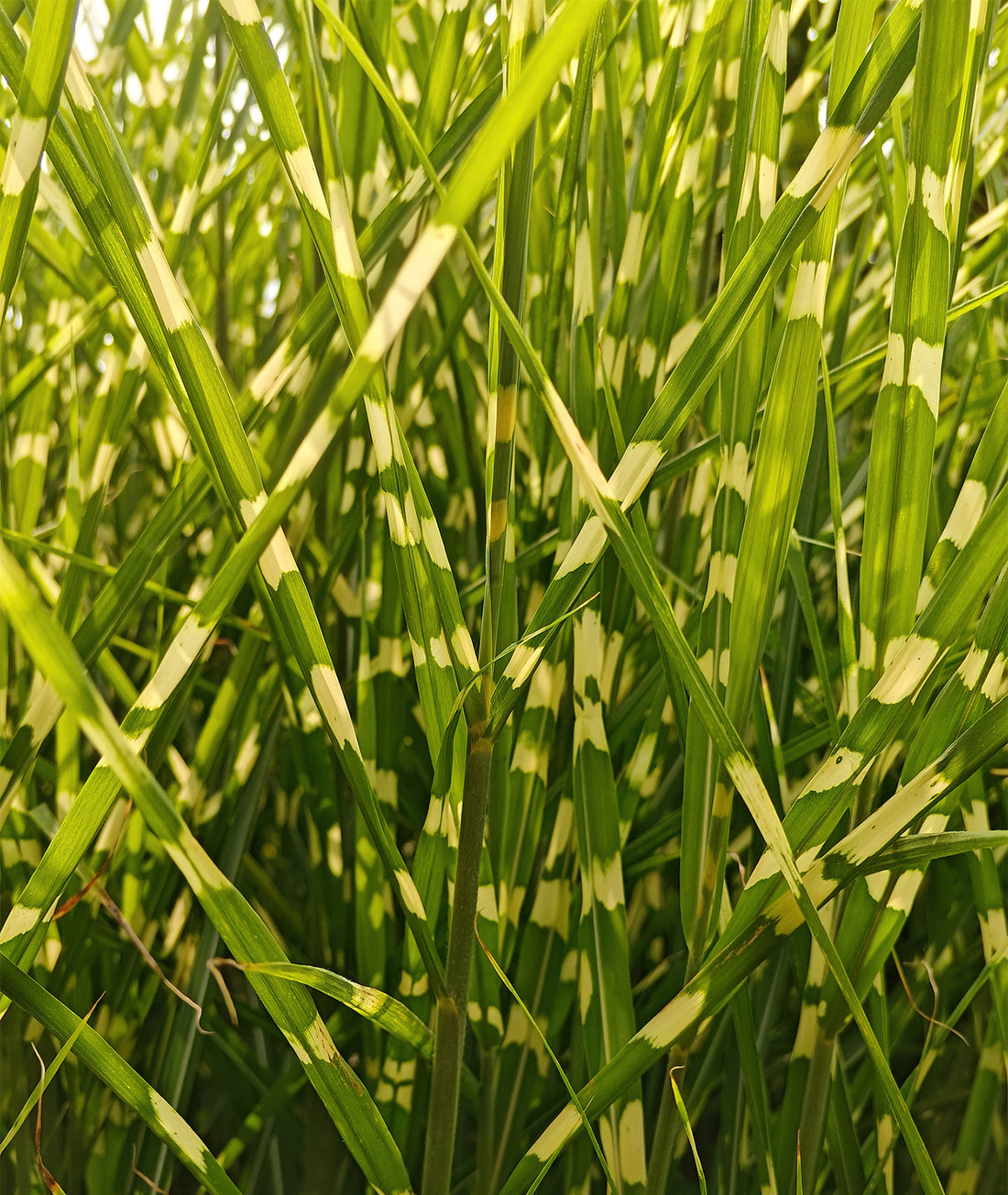 Miscanthus sinensis &