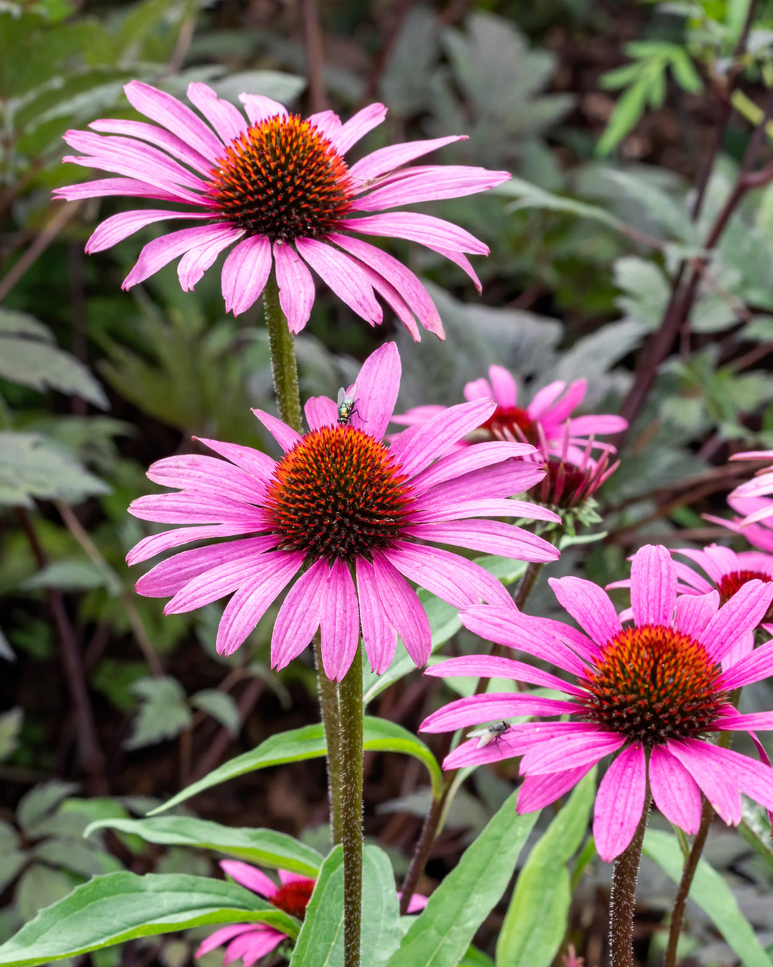 Echinacea purpurea &