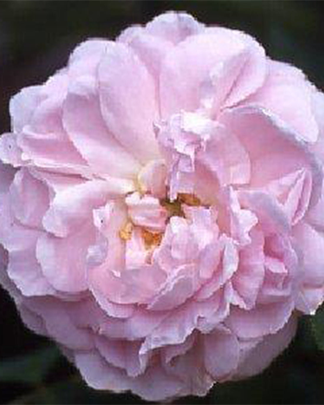 Shrub Rose ‘Maiden’s Blush’ 4L