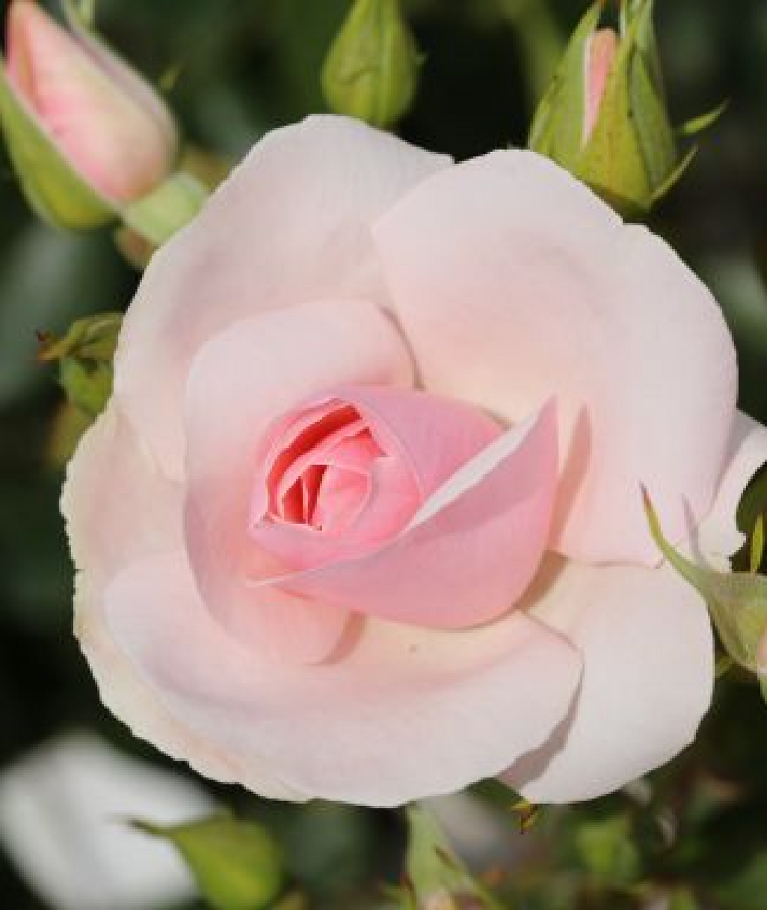 Rose ‘Many Happy Returns’ 3L