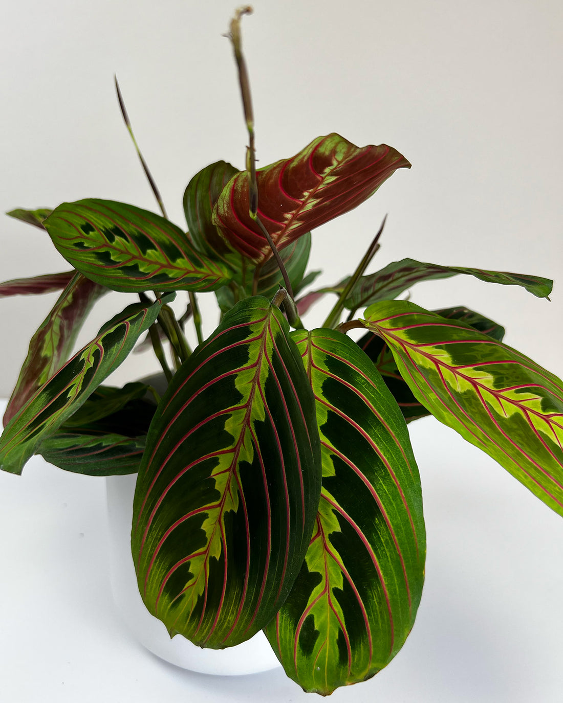 Maranta leuconeura var. leuconeura ‘Fascinator’