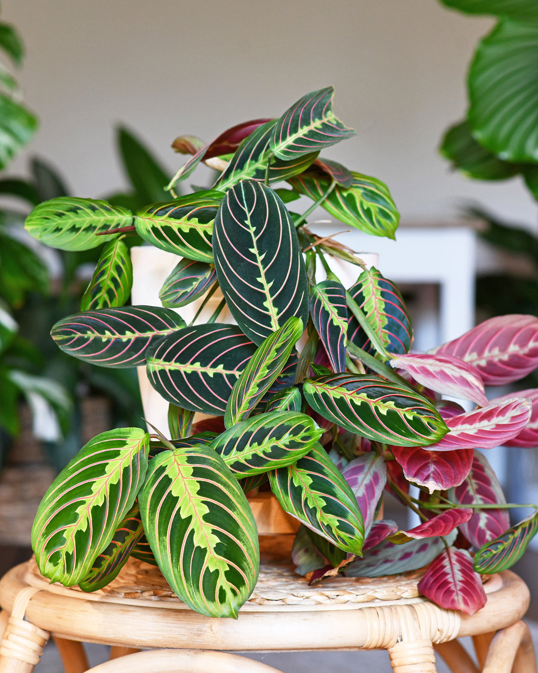 Maranta leuconeura var. leuconeura ‘Fascinator’