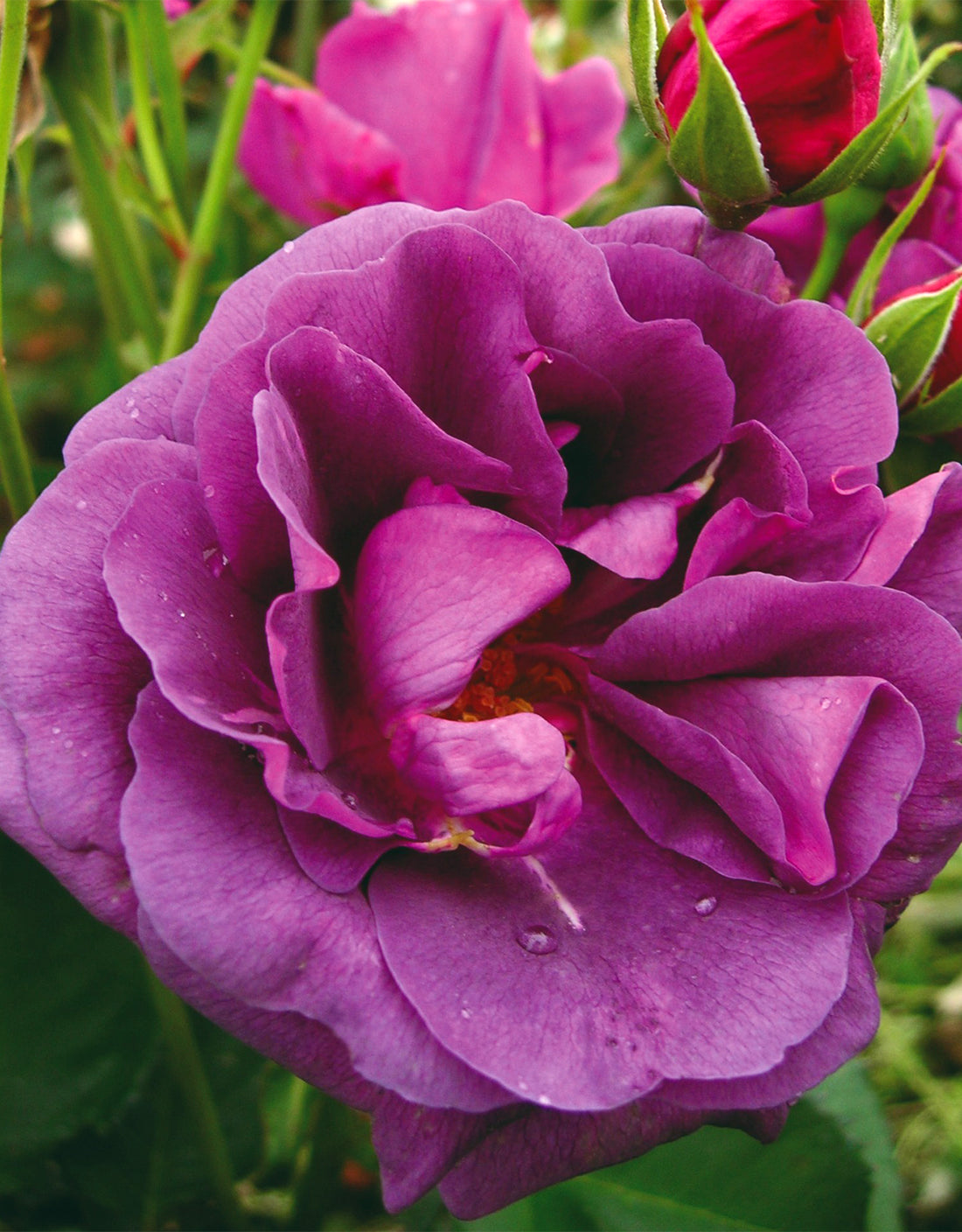 Rosa ‘Minerva’