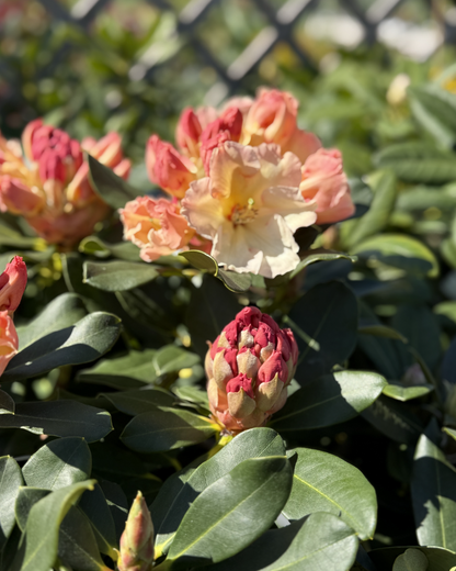 Rhododendron &