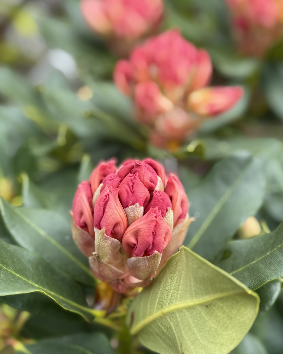 Rhododendron &