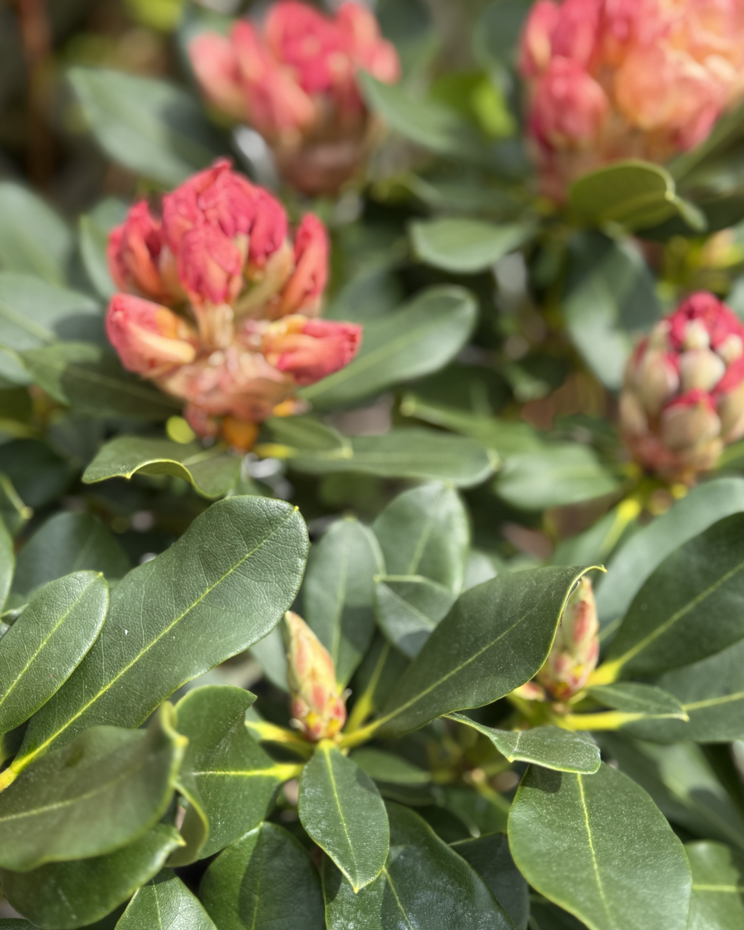 Rhododendron &