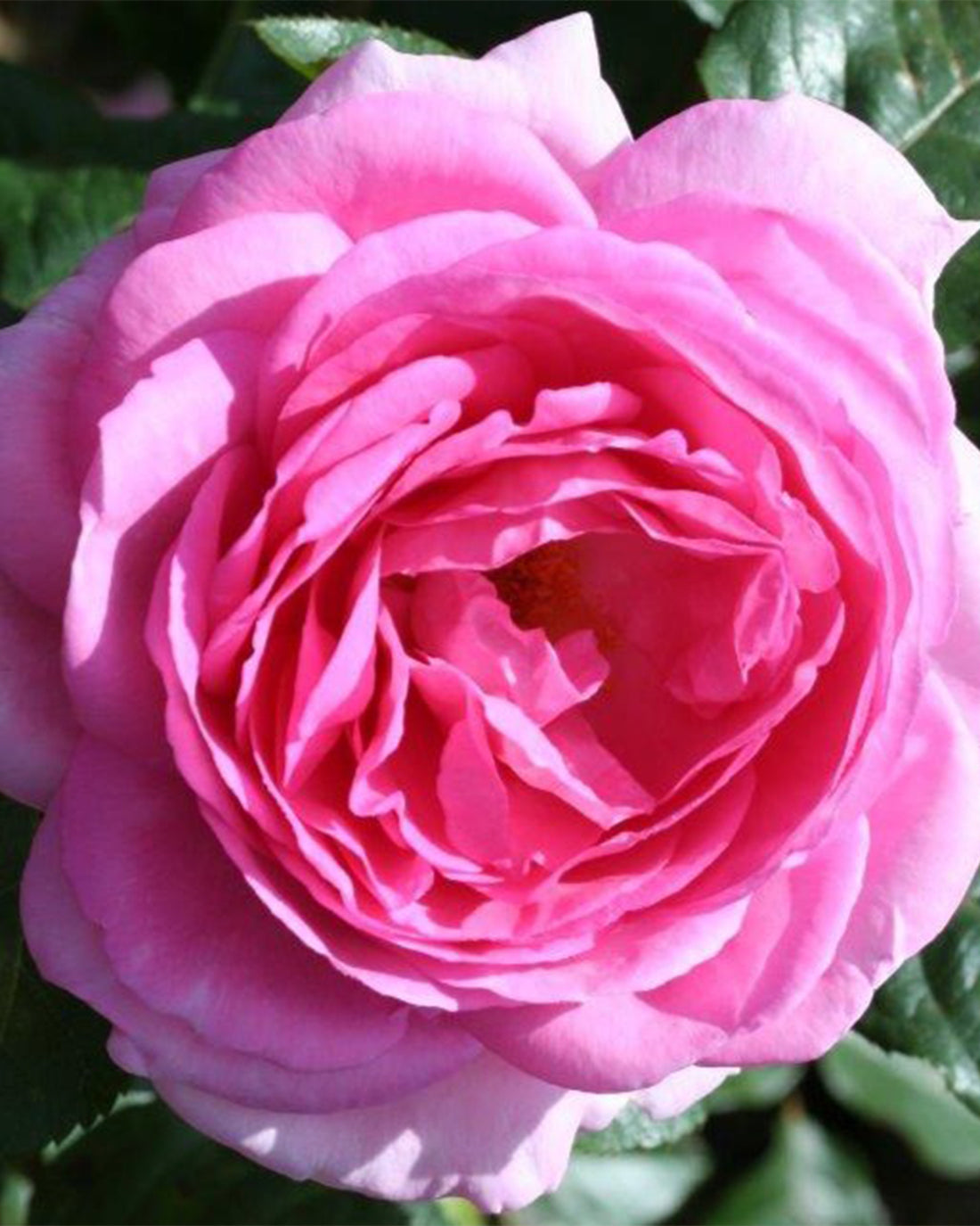 Rosa &