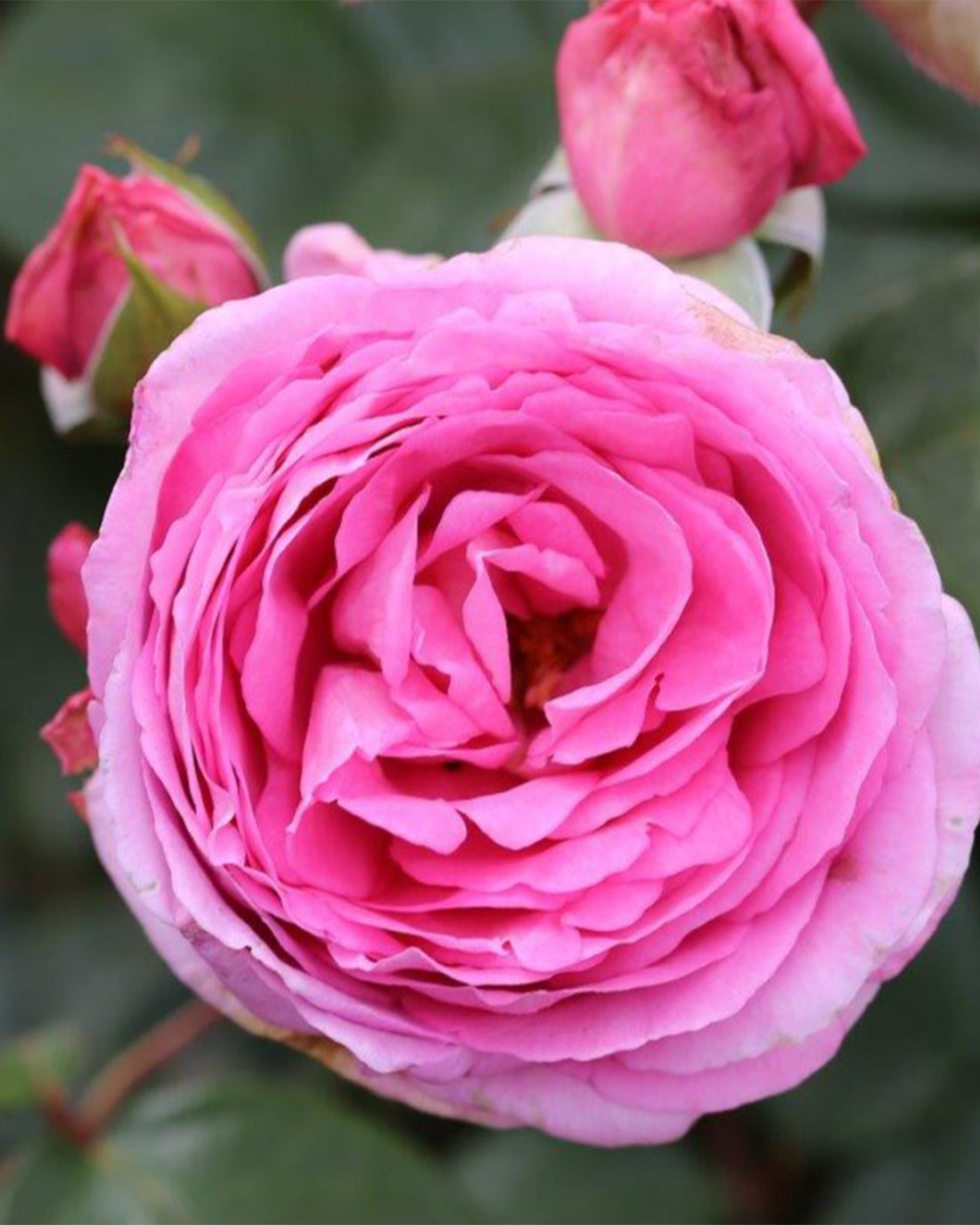 Rosa &